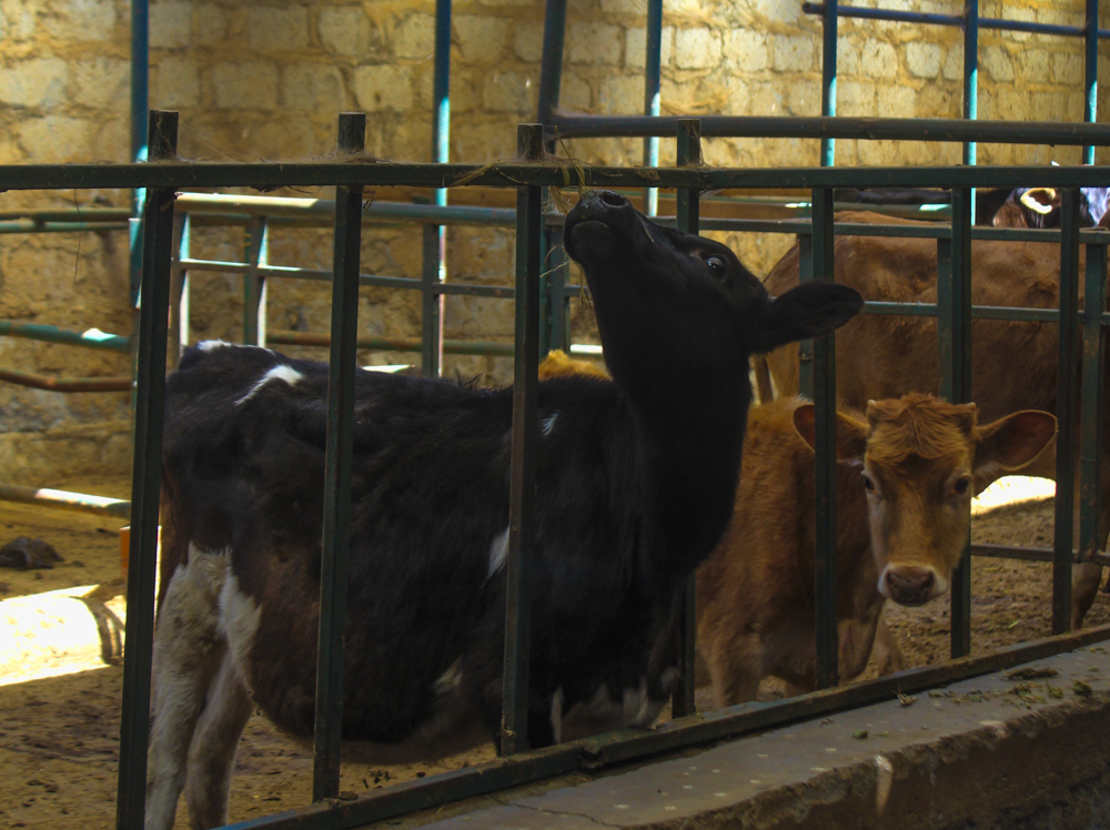 Greenlife Farm