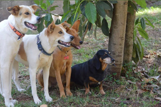 Toptails Pet Services